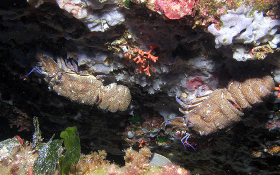 Corales en Menorca