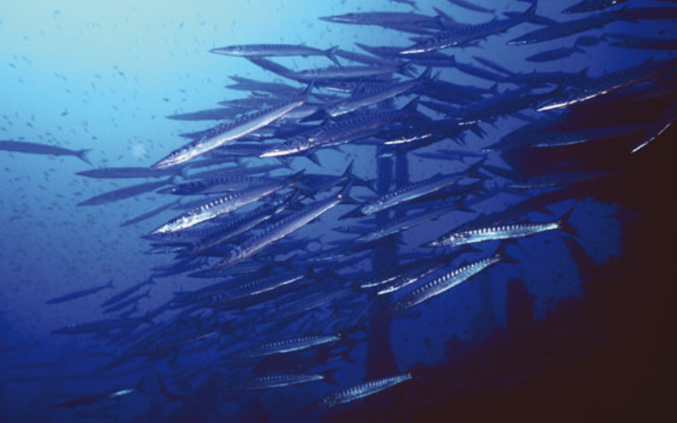 Peces en Menorca