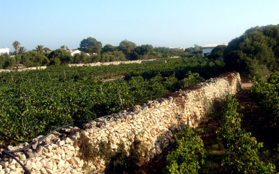 Bodegas Binifatet